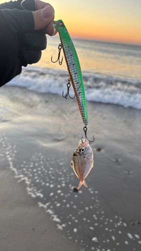 ヒイラギの釣果