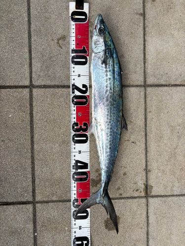 サゴシの釣果