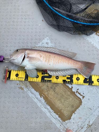 シロアマダイの釣果