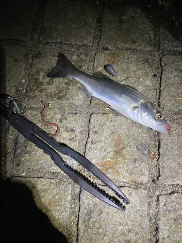 セイゴ（マルスズキ）の釣果