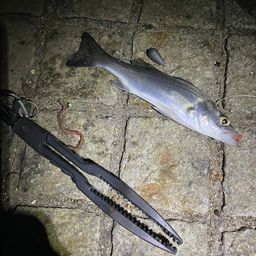 セイゴ（マルスズキ）