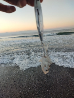 ヒイラギの釣果