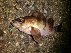 シロメバルの釣果