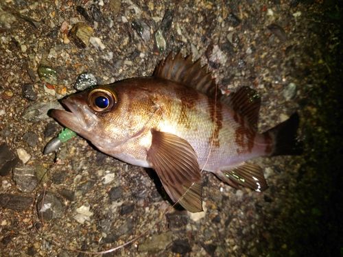 シロメバルの釣果
