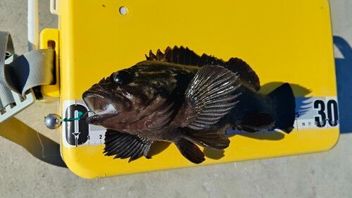 ムラソイの釣果