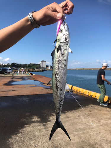 サゴシの釣果