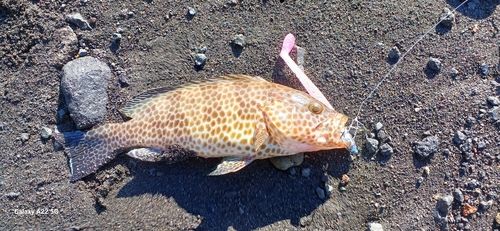 オオモンハタの釣果