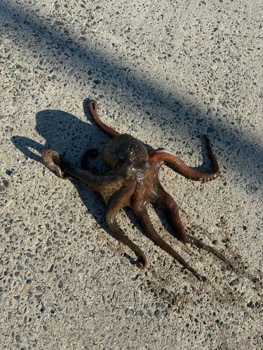 タコの釣果