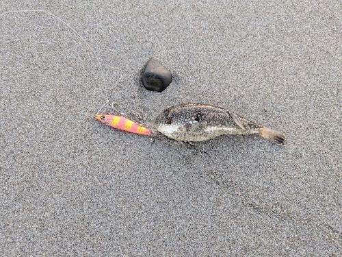 クサフグの釣果