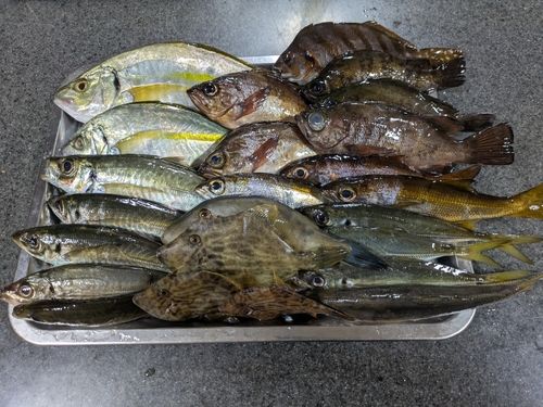 カワハギの釣果