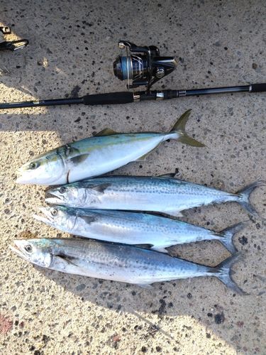 サゴシの釣果