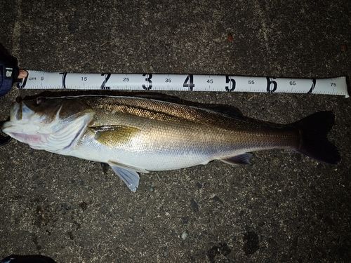 シーバスの釣果