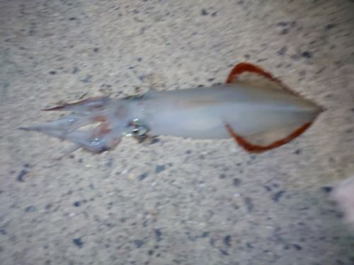 ケンサキイカの釣果
