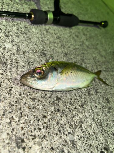マアジの釣果