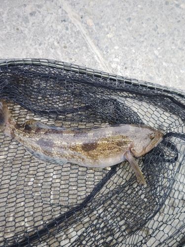 アイナメの釣果