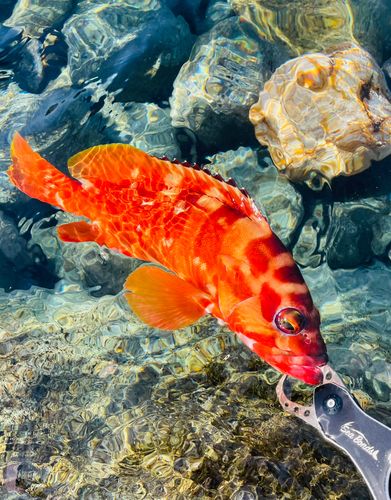 アカハタの釣果