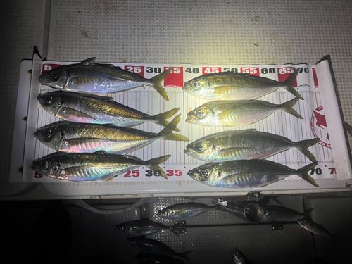 アジの釣果