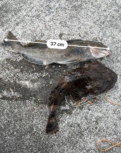 アイナメの釣果