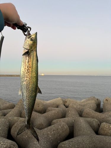サゴシの釣果