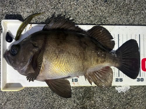 シロメバルの釣果