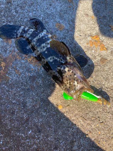 ヤイトハタの釣果