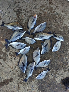 クロダイの釣果