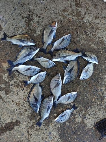 クロダイの釣果