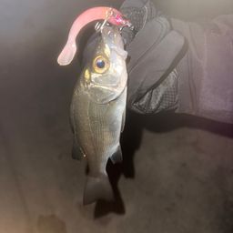 セイゴ（ヒラスズキ）