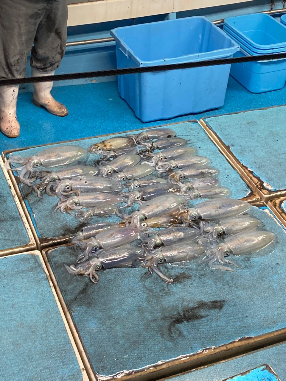 弘漁港　金比羅丸　松田勇志さんの釣果 2枚目の画像