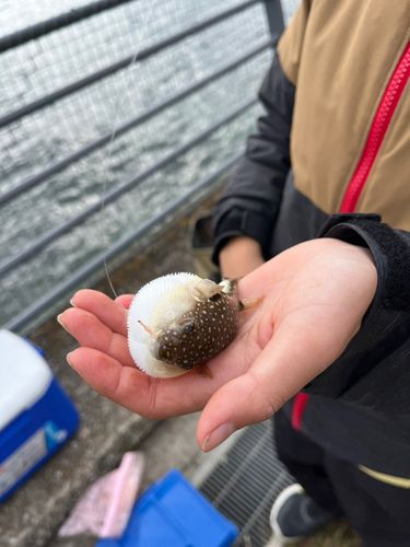クサフグの釣果