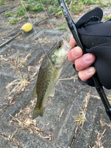 ラージマウスバスの釣果