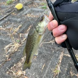 ラージマウスバス