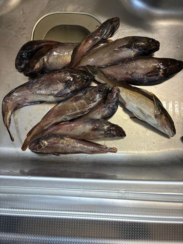 エゾイソアイナメの釣果