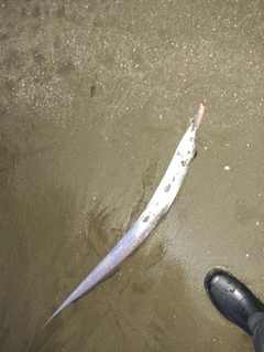 タチウオの釣果