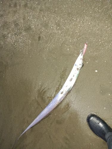 タチウオの釣果