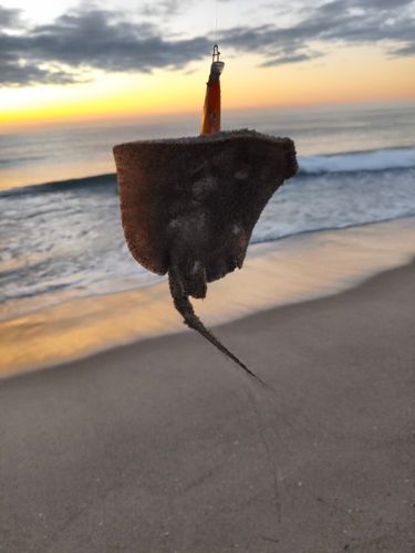 アカエイの釣果