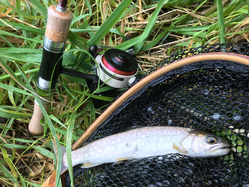 アメマスの釣果