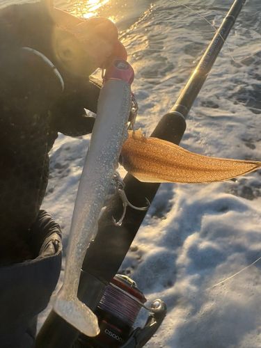 シタビラメの釣果