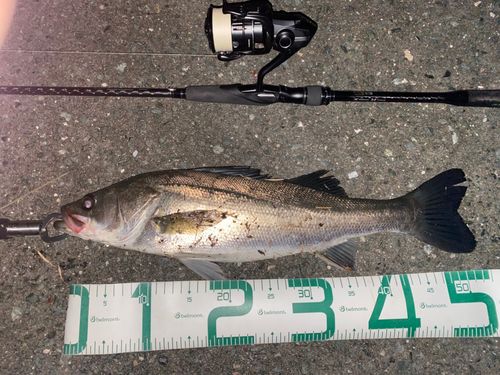 シーバスの釣果