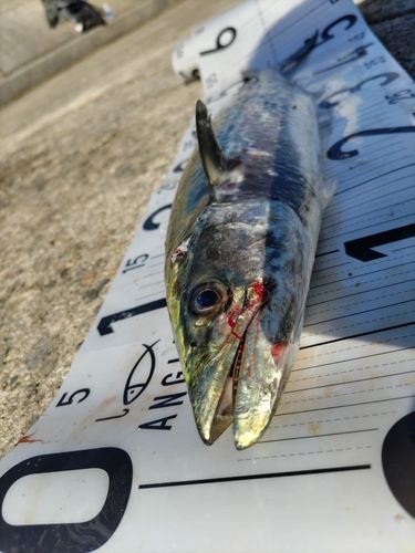 南港魚つり公園