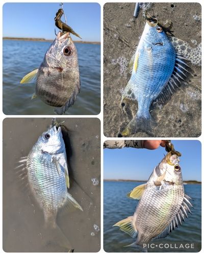 キビレの釣果