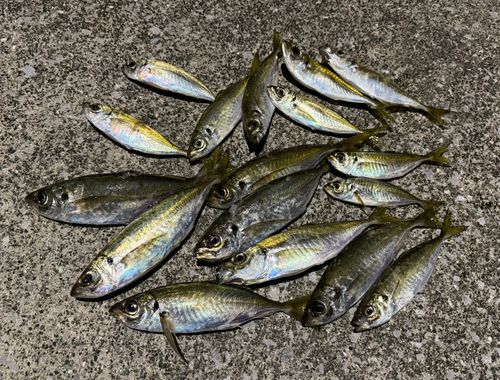 アジの釣果