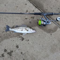 セイゴ（マルスズキ）