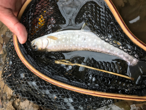 アメマスの釣果