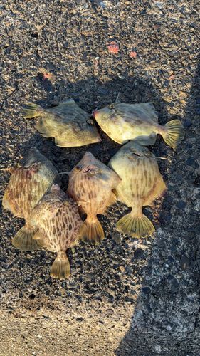 カワハギの釣果