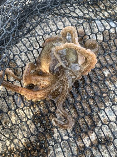 タコの釣果