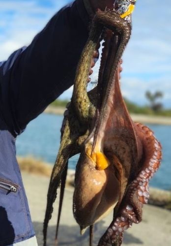 タコの釣果
