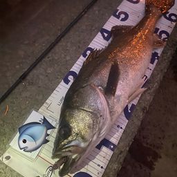 フッコ（マルスズキ）