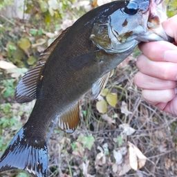 スモールマウスバス