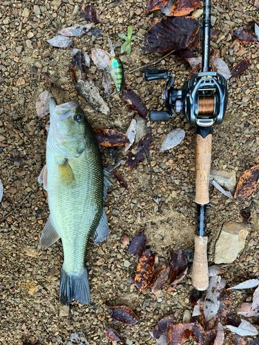 ブラックバスの釣果